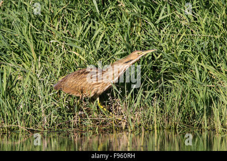 American Tarabuso (Botaurus lentiginosus), vicino a praterie National Park, Saskatchewan. Foto Stock