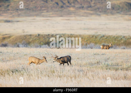 Mule Deer (Odocoileus hemionus), bucks sparring su un pupazzo di neve caduta mattina con rossi al di là, praterie parco nazionale, Foto Stock