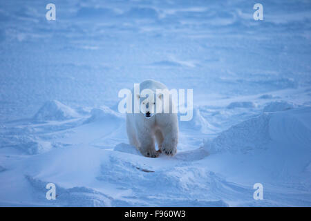 Orso polare (Ursus maritimus), Cape Churchill, Wapusk National Park, Manitoba. Foto Stock