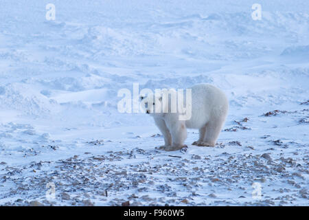 Orso polare (Ursus maritimus), Cape Churchill, Wapusk National Park, Manitoba. Foto Stock