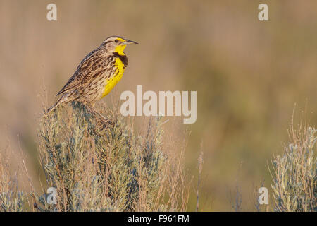 Western Meadowlark (Sturnella neglecta) appollaiato su un ramo nella zona centrale di stato di Washington, USA. Foto Stock