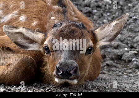 Un vicino l immagine di un neonato vitello elk 'Cervus elaphus "che stabilisce in una posizione bassa per nascondere il fotografo vicino Foto Stock