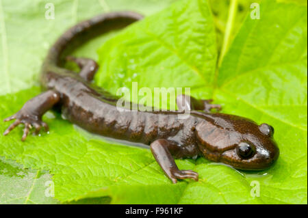 Northwestern Salamander (Ambystoma gracile) vicino Chiliwack, British Columbia. Foto Stock