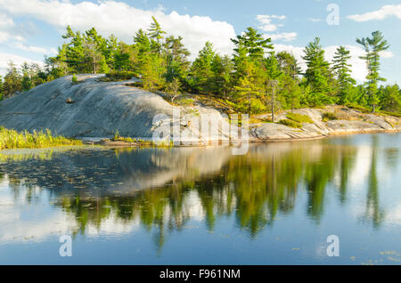 Pino bianco, Pinus strobus riflettendo su una lastra di roccia sulla protezione canadese, Grundy Lake Provincial Park, Ontario, Canada Foto Stock