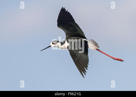 Stilt Blacknecked (Himantopus mexicanus) volare sopra una palude nel centro di stato di Washington, USA. Foto Stock