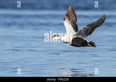 Eider comune (Somateria mollissima) volare al di sopra della Baia di Hudson in Churchill, Manitoba Canada. Foto Stock