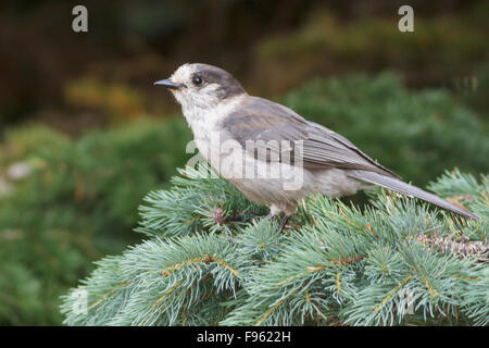 Gray Jay (Perisoreus canadensis) appollaiato su un ramo in British Columbia, Canada. Foto Stock