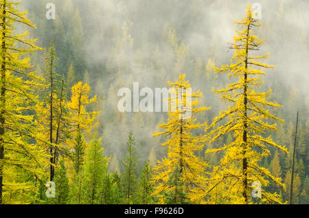 Alpine Larice (Larix lyallii) in autunno a Kootenay passano tra Creston e Salmo, British Columbia Foto Stock