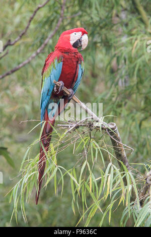 Redandgreen Macaw (Ara chloroptera) appollaiato su un ramo nel Parco Nazionale del Manu, Perù. Foto Stock