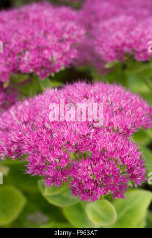 Hylotelephium 'Meteor'. Sedum spectabile 'Meteor' Fiori. Foto Stock