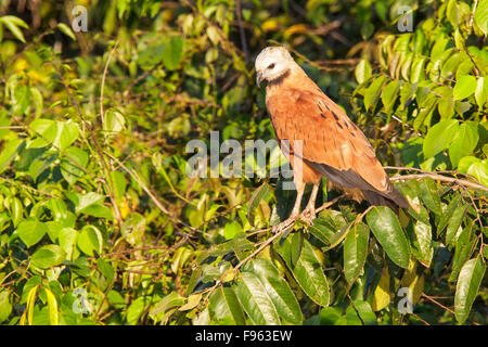 Blackcollared Hawk (Busarellus nigricollis) appollaiato su un ramo nel Parco Nazionale del Manu, Perù. Foto Stock