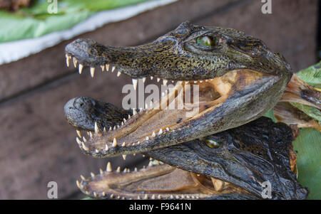 Scene di mercato, Iquitos, la città più grande nella foresta pluviale peruviana e la fifthlargest città del Perù Foto Stock