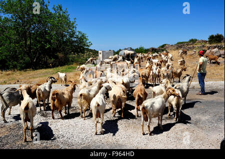 Capre sulla strada, Gulpinar Babakale Road, Biga Penisola, Turchia Foto Stock