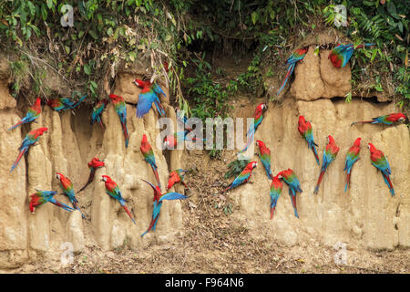 Redandgreen Macaw (Ara chloroptera) Argilla mangiare presso un'argilla leccare nel Parco Nazionale del Manu, Perù. Foto Stock