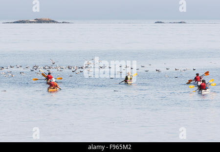 Kayakers testa fuori del Telegraph Cove per una giornata di paddle sulle acque di Johnstone stretto. Foto Stock