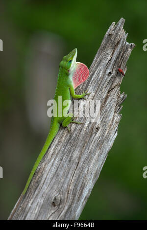 Carolina anole, maschio, (Anolis carolinensis) con giogaia esteso, Kerrville, Texas, Stati Uniti d'America Foto Stock