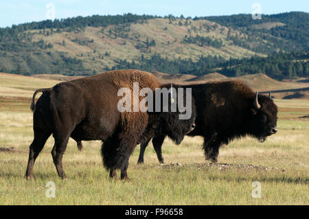 Bisonti americani sulle praterie in Custer State Park, il Dakota del Sud e Nord America. (Bison bison) Foto Stock