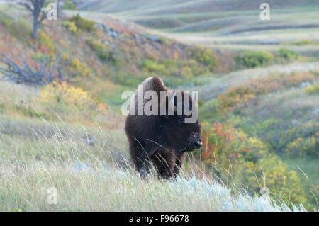 Bisonti americani sulle praterie in Custer State Park, il Dakota del Sud e Nord America. (Bison bison) Foto Stock