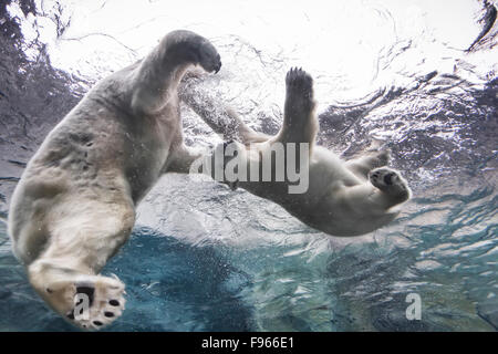 Gli orsi polari giocando al subacqueo il viaggio a Churchill, Assiniboine Park Zoo, Winnipeg, Manitoba, Canada Foto Stock