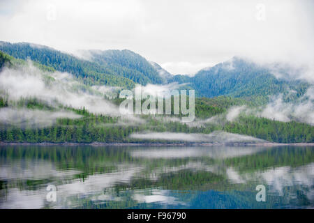 Grande Orso nella foresta pluviale, westcentral coastal British Columbia, Canada Foto Stock