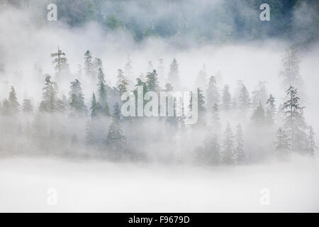 Grande Orso nella foresta pluviale, westcentral coastal British Columbia, Canada Foto Stock