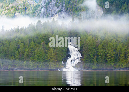 Grande Orso nella foresta pluviale, westcentral coastal British Columbia, Canada Foto Stock