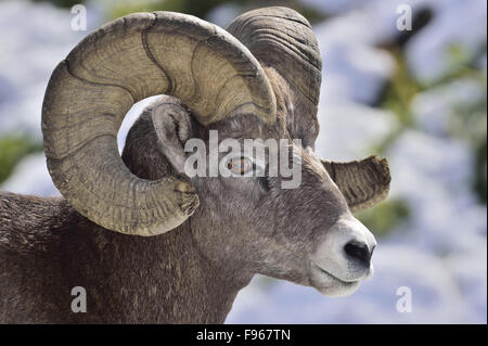 Una vista laterale immagine ritratto di un selvaggio coppia bighorn ram 'Ovis canadensis"; Foto Stock