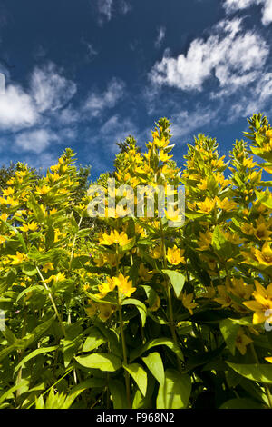 Wild fiori gialli, Kirkjubaejarklaustur, Islanda Foto Stock