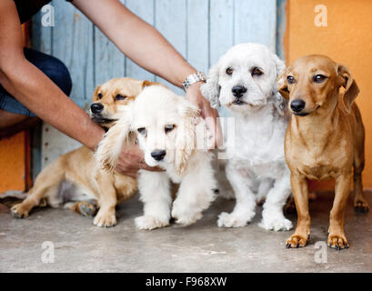 Il gruppo di quattro cani seduta sul pavimento Foto Stock