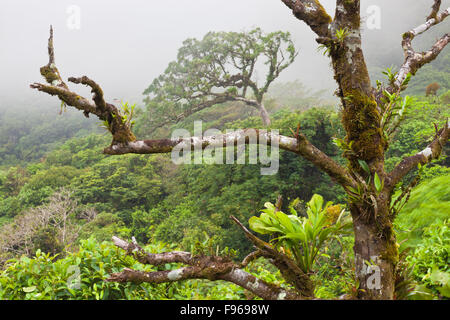Paesaggio di Panama con una foresta nuvolosa nel parco nazionale di Omar Torrijos, Cordillera Central, provincia di Cocle, Repubblica di Panama, America Centrale. Foto Stock