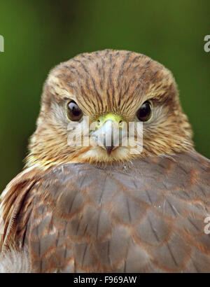 Un bambino di Merlin, Falco columbarius, in Saskatoon, Saskatchewan, Canada Foto Stock