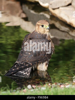 Merlin, Falco columbarius, balneazione in un pool di Saskatoon, Saskatchewan, Canada Foto Stock