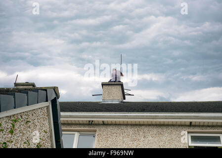 Spazzacamino occupato camino di pulizia sulla parte superiore di una casa Foto Stock