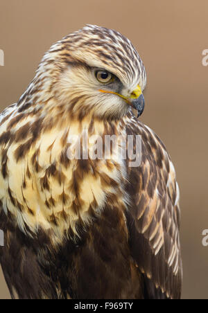 Falco Roughlegged Nanaimo estuario del fiume Foto Stock