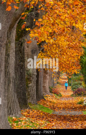 Alberi di acero lungo la West 10th Ave, Vancouver, British Columbia, Canada Foto Stock
