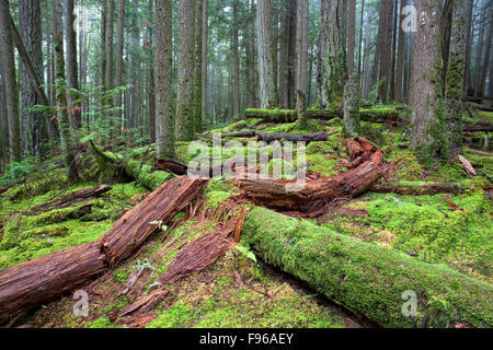 Foresta costiera, Douglas abeti ( Pseudotsuga menziesii ), Western Red Cedar(Thuja plicata),alberello, alberi caduti, Foto Stock