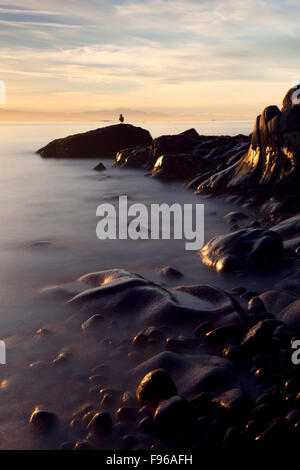 Glaucous Gull ( Larus glaucescens ), spiaggia di rocce e onde, tempo di esposizione, fotografia, Tramonto, luce della sera, stretto di Foto Stock