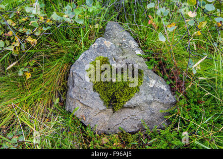 Moss su una roccia è cresciuto a forma di cuore, Islanda Foto Stock