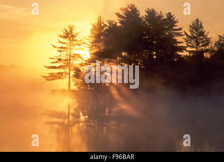 Pino bianco di sunrise, Burwash, Ontario, Canada Foto Stock