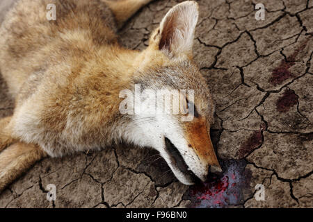 Dead coyote, Canis latrans,Canidae, canidi,southern Saskatchewan lato strada, sangue, Canada, prateria lato strada Foto Stock