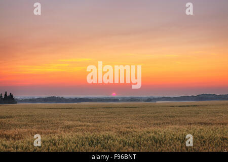 Northern Saskatchewan, RM di Mervin, tramonto, campo di grano, smoky orizzonte, Canada, prodotto di maturazione Foto Stock