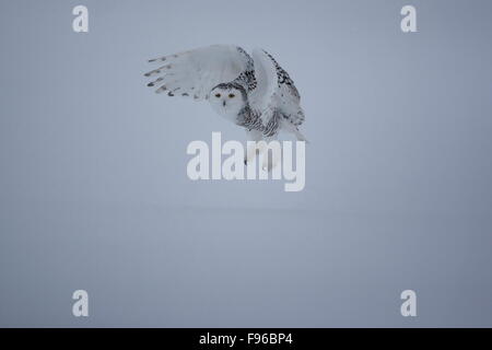 Civetta delle nevi, Bubo scandiacus, inverno, Quebec, Canada Foto Stock