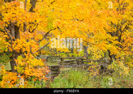 Split cedar cancellata, autunno aceri, Manitoulin Island, Ontario, Canada Foto Stock