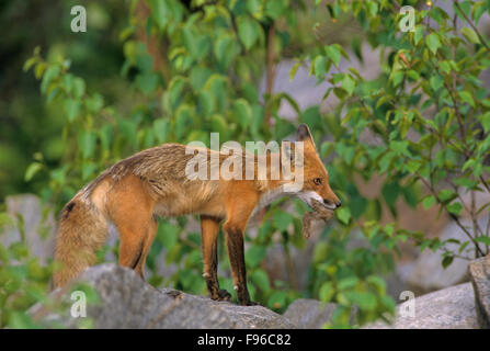 Red Fox (Vulpes vulpes vulpes) adulto tornando a den con parte di un piccolo mammifero. Algonquin Provincial Park, Ontario, Canada. Foto Stock