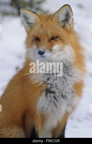 Red Fox (Vulpes vulpes vulpes) adulto. Credeva di essere estremamente cauti e in grado di apprendere dall'esperienza. Algonquin Provincial Foto Stock