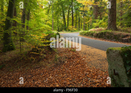 Una strada forestale che si estende in autunno nella Wye Valley si snoda sopra il villaggio di Llandogo, Monmouthshire, Galles, Regno Unito Foto Stock
