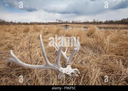 Rosso di corna di cervo che stabilisce in un prato Elk Island National Park, Alberta, Canada Foto Stock