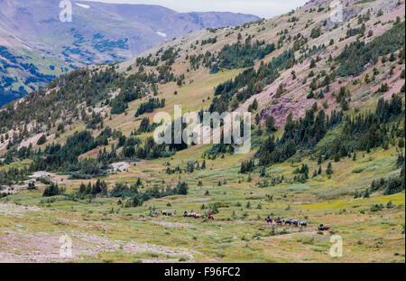 Canada, British Columbia, Tweedsmuir Park, regione Chilcotin, Chilcotin Arca, Rainbow montagne, pack outfitter, cavallo pack Foto Stock