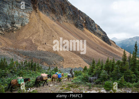 Canada, British Columbia, Tweedsmuir Park, regione Chilcotin, Chilcotin Arca, Rainbow montagne, pack outfitter, cavallo pack Foto Stock