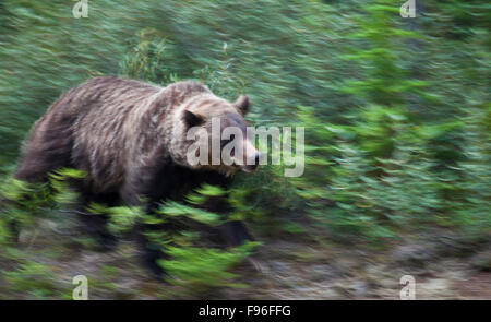 Orso grizzly in esecuzione attraverso la boccola nei pressi del Parco Nazionale di Jasper, Canada Foto Stock